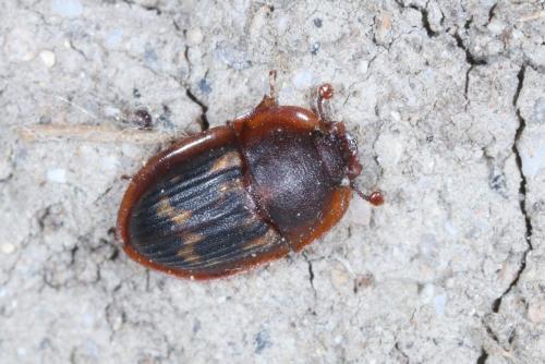 Amphotis marginata